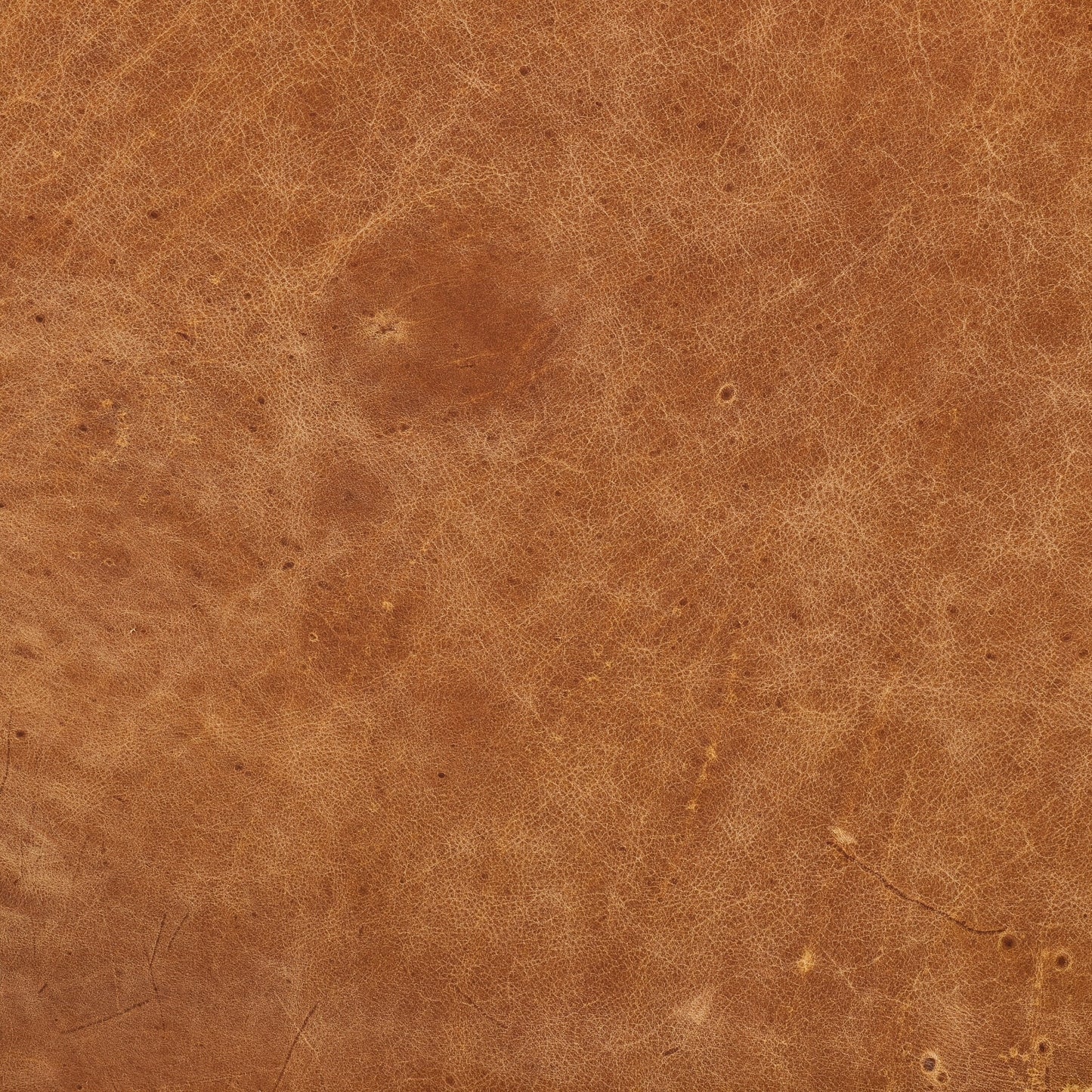 Canapé d'appartement Poly &amp; Bark Napa 72 - Cuir italien véritable pleine fleur